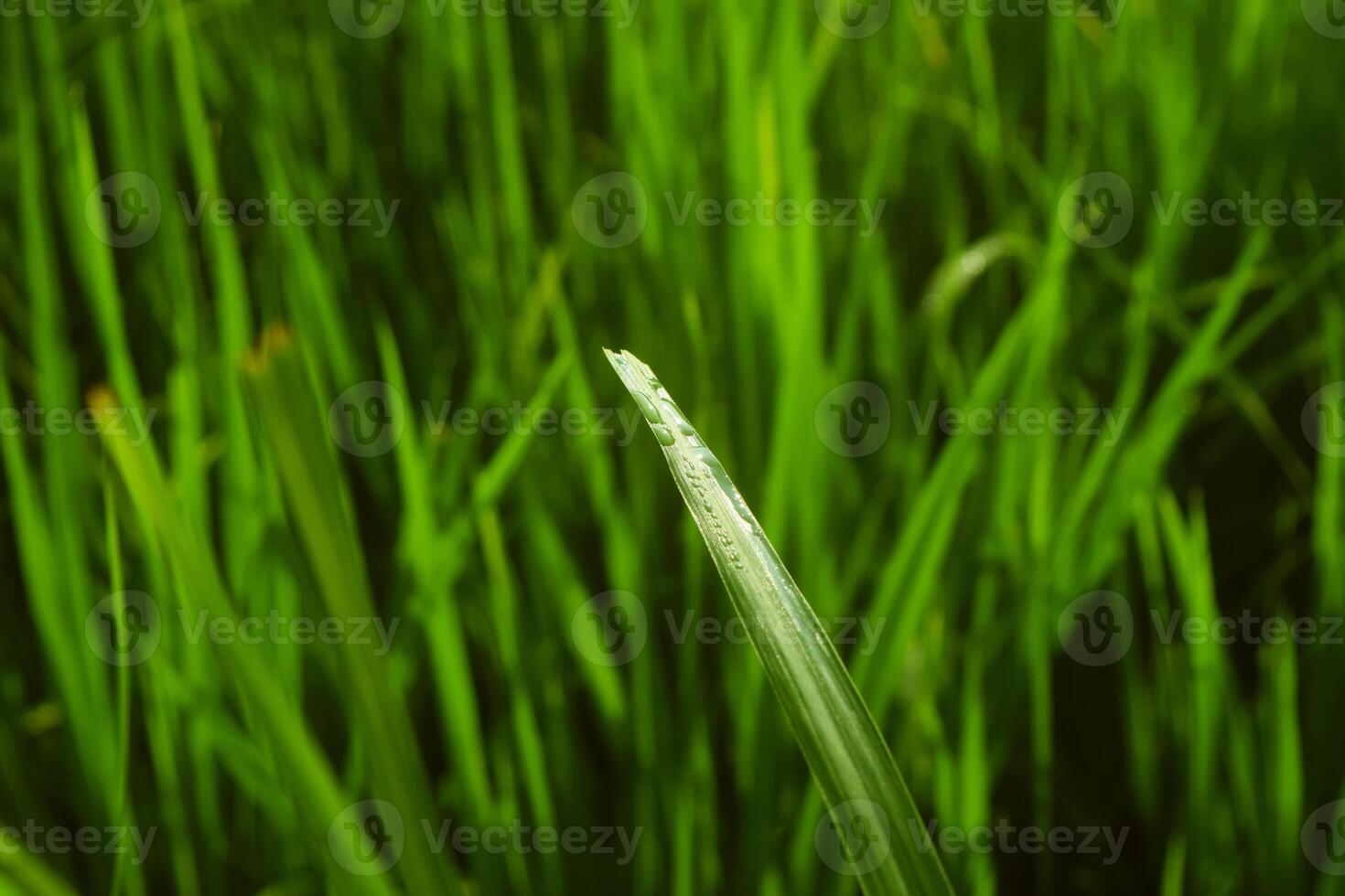 The grass exposed to dew in the morning photo