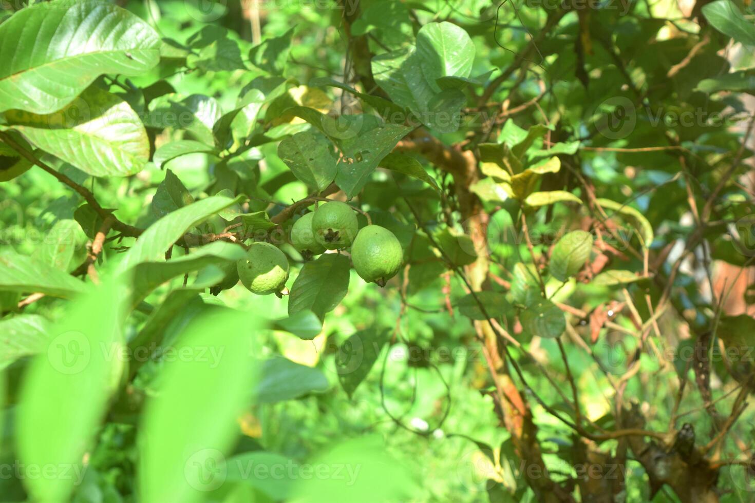 Young guavas start growing in the garden photo
