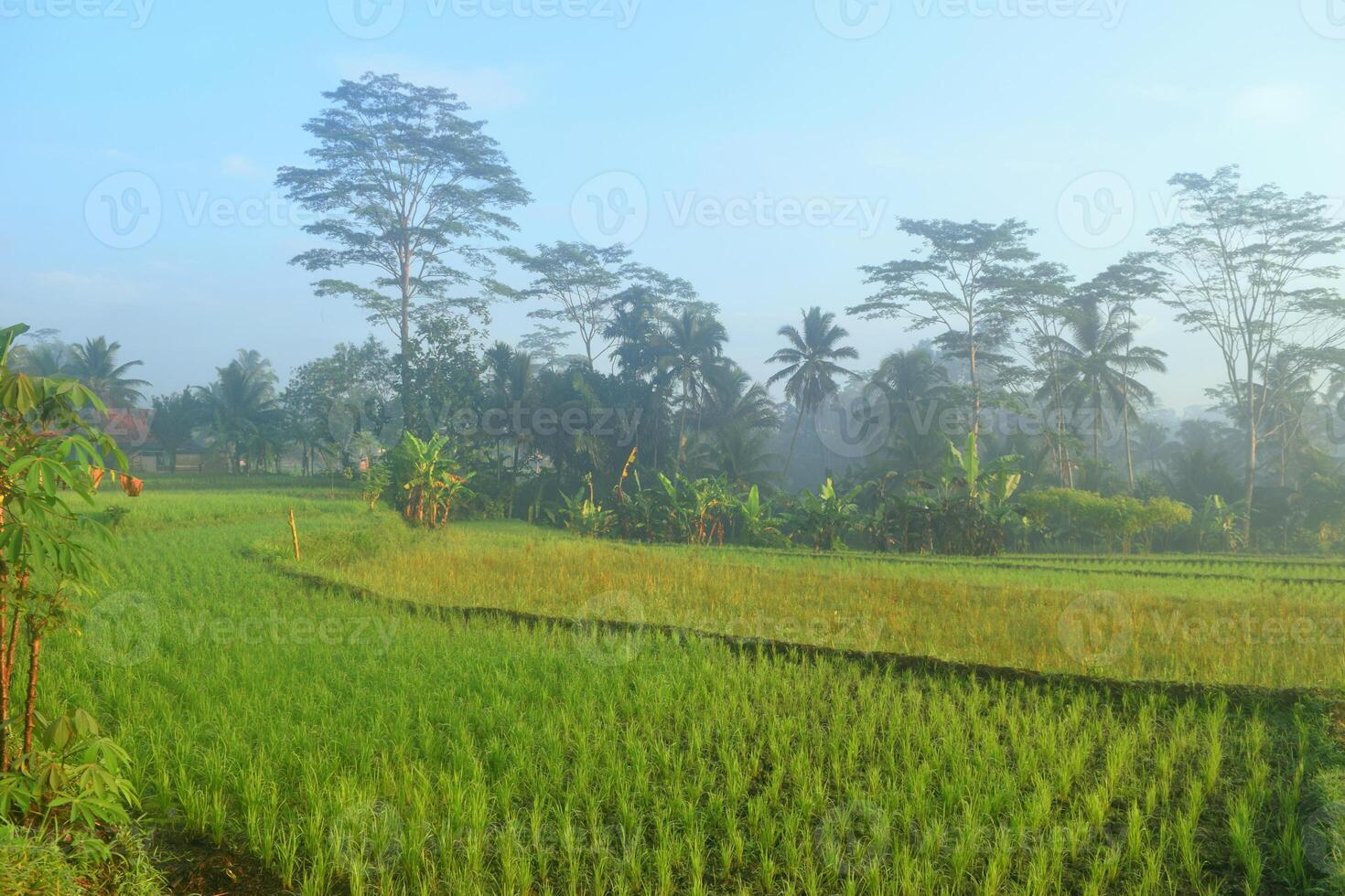 The atmosphere of spacious and fresh rice fields photo