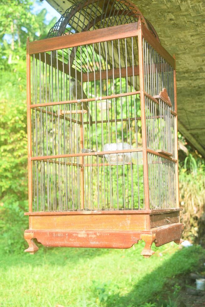 A bird is in the aviary photo