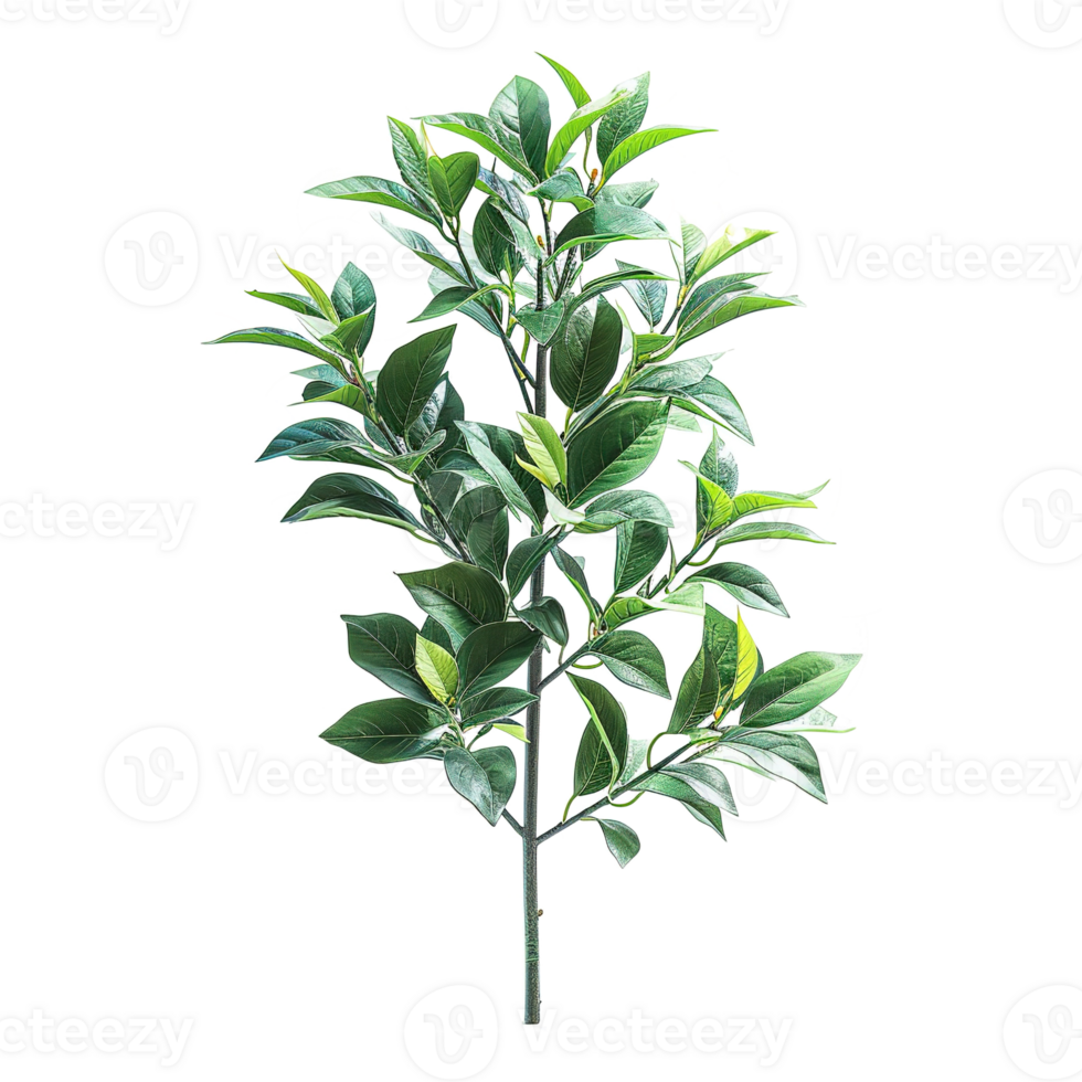 AI generated deciduous plant with green leaves isolated on transparent background png