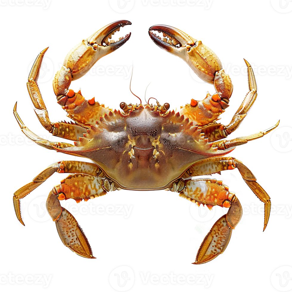 AI generated Crab isolated on transparent background png