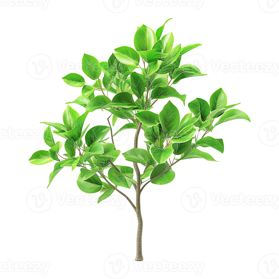 AI generated deciduous plant with green leaves isolated on transparent background png