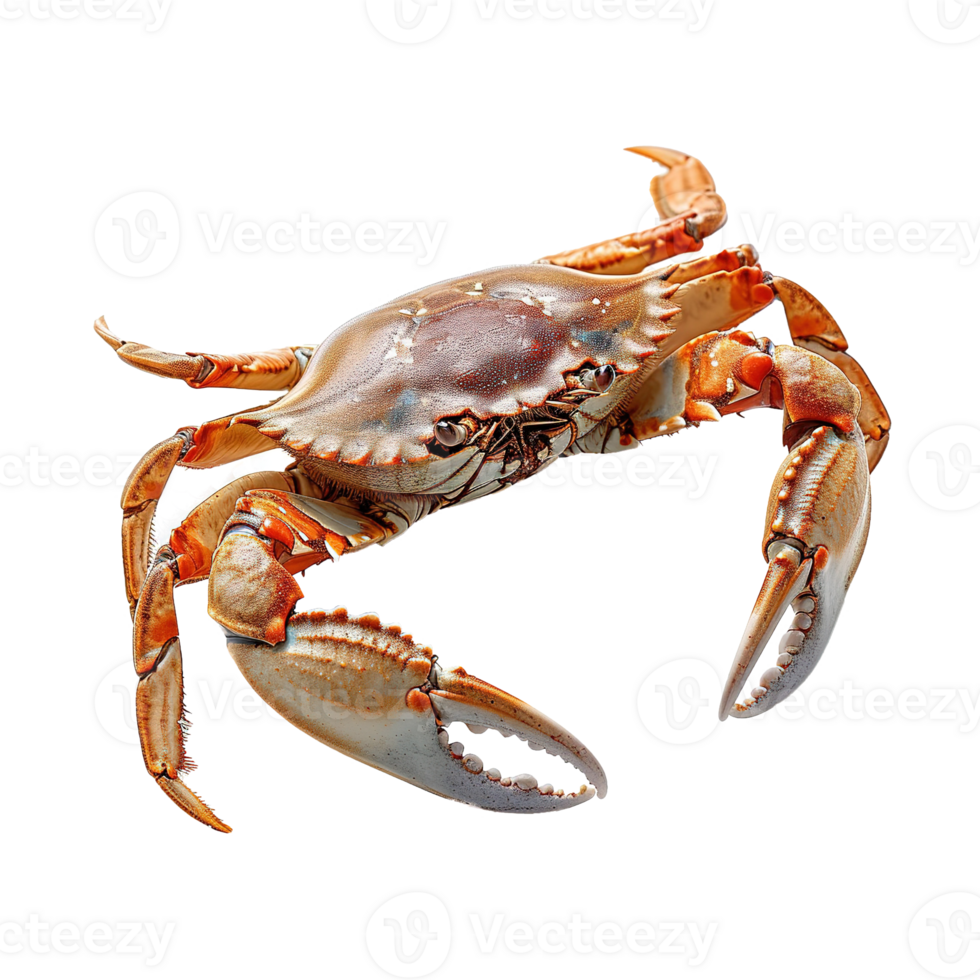 AI generated Crab isolated on transparent background png