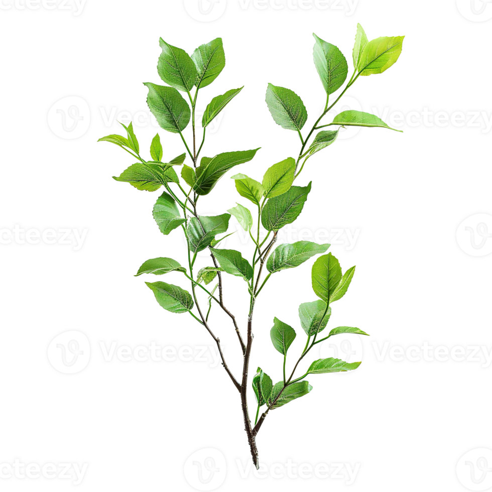 AI generated deciduous plant with green leaves isolated on transparent background png
