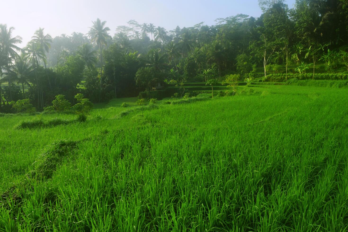 A green rice field and growing very fresh rice in the village photo