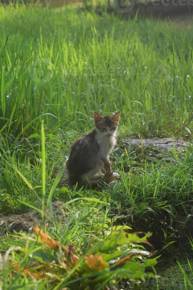 el gatito estaba en el arroz campos de uno de el pueblos foto