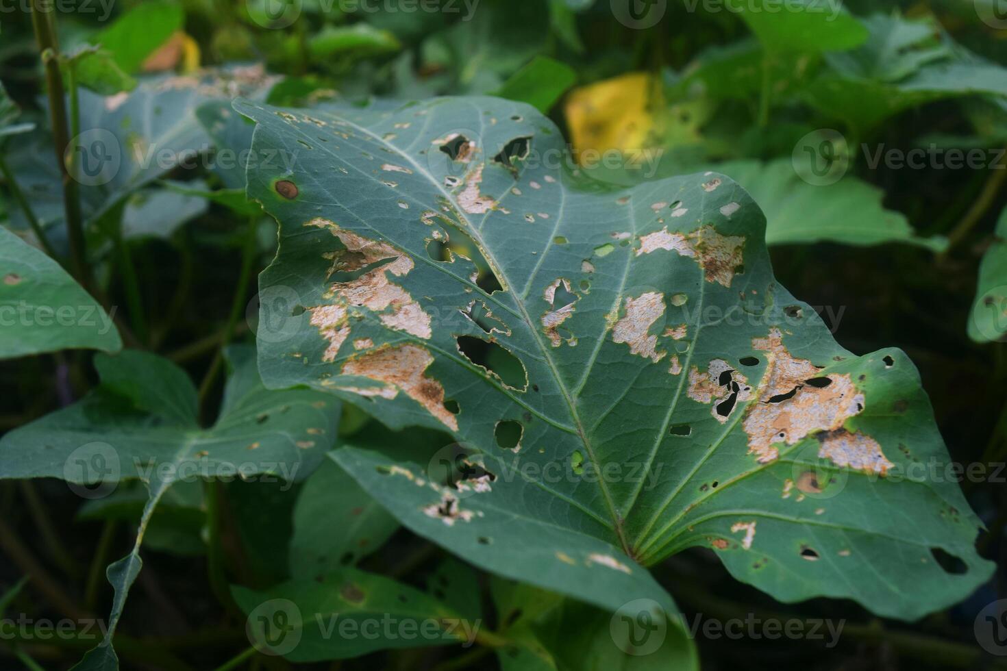 hojas lleno de oruga picaduras en un patio interior jardín foto