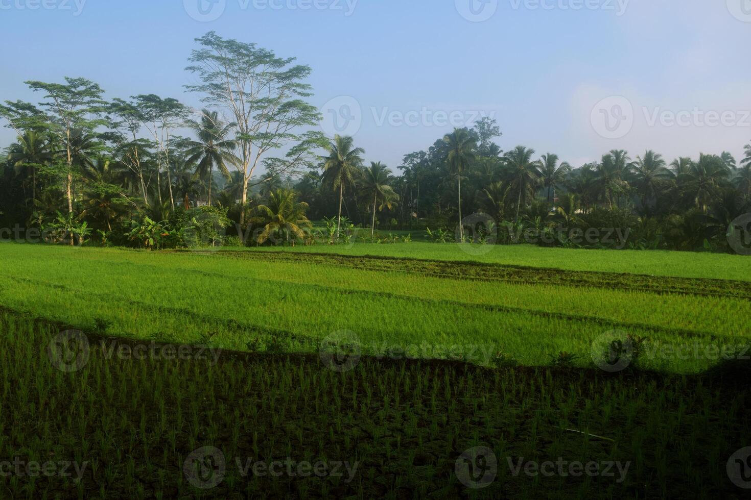 The atmosphere of the green rice fields in the very beautiful village photo