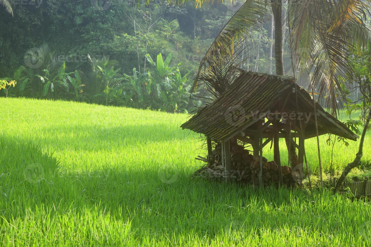 A small hut in the middle of rice fields in the village of Tasikmalaya photo