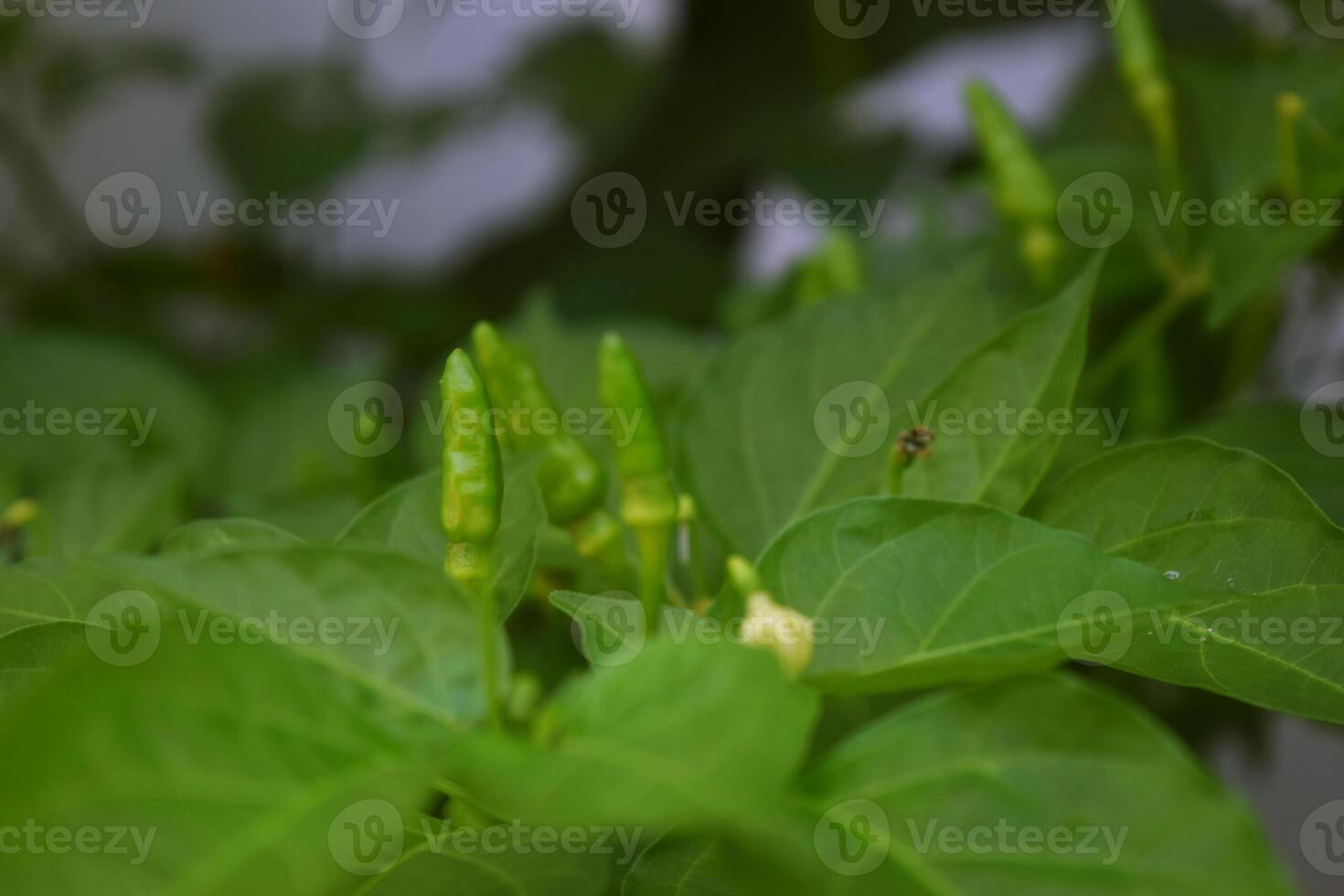 Green cayenne pepper grows in the gardens photo