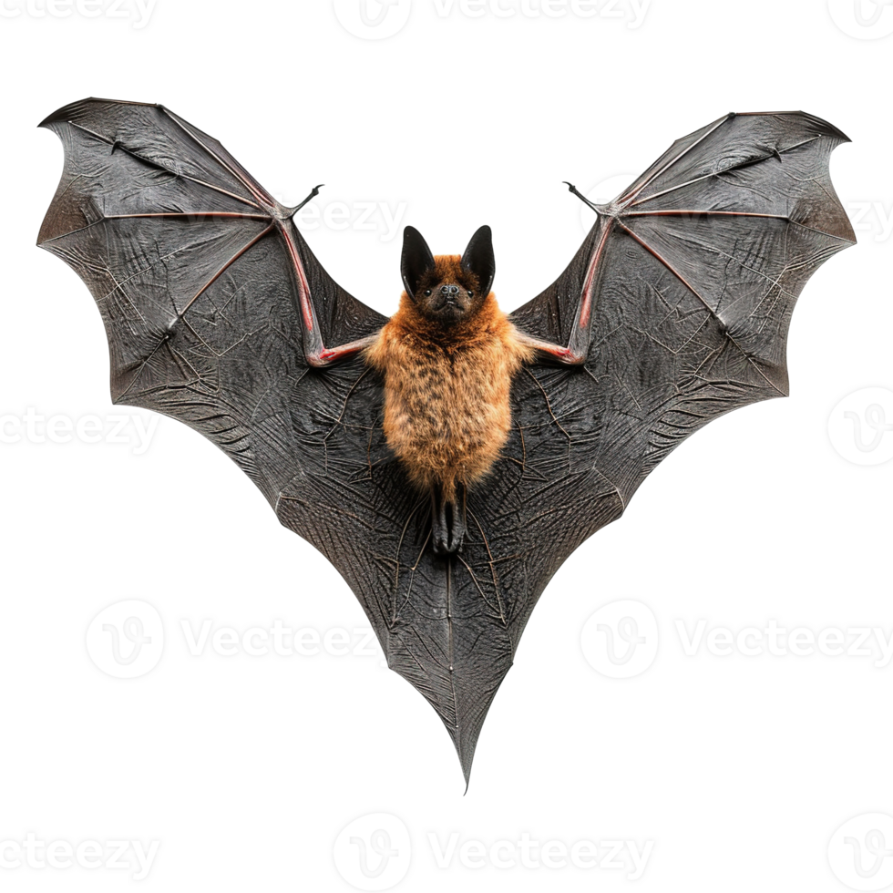 AI generated Flying bat isolated on transparent background png