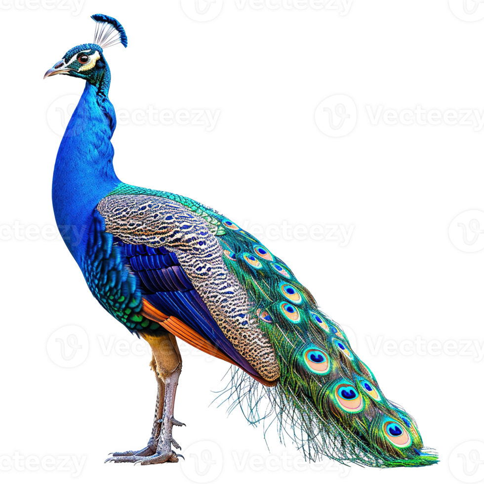 AI generated Peacock isolated on transparent background png