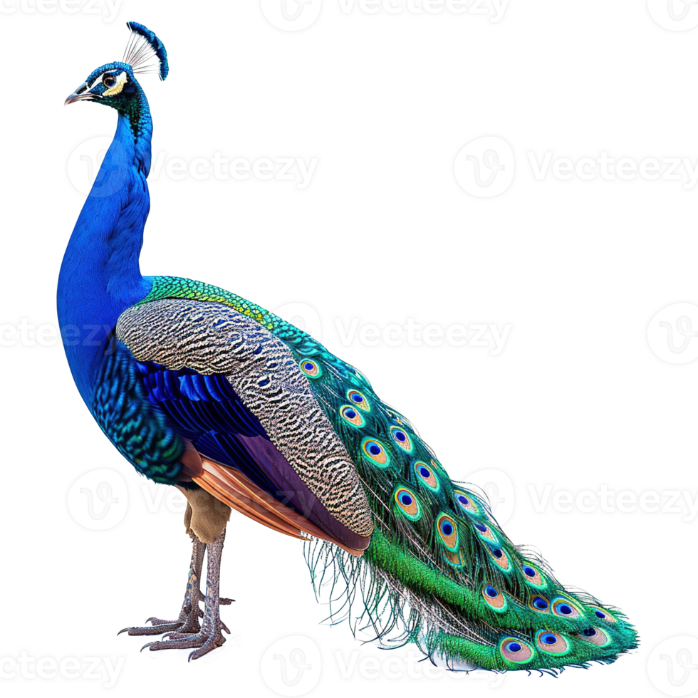 AI generated Peacock isolated on transparent background png