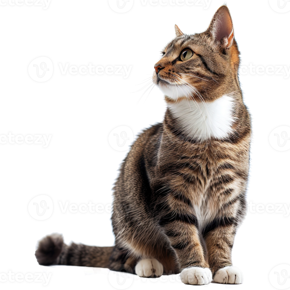 AI generated Cute cat isolated on transparent background png