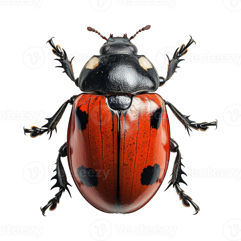 AI generated Bug isolated on transparent background png