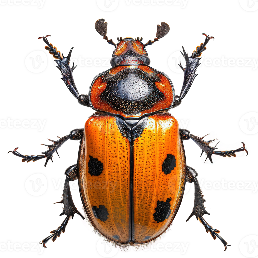 AI generated Beetle isolated on transparent background png