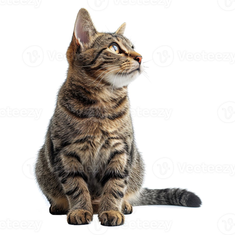 AI generated Cute cat isolated on transparent background png