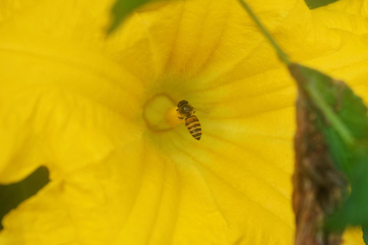 Closeup photo of honey bees approach yellow pumpkin flowers