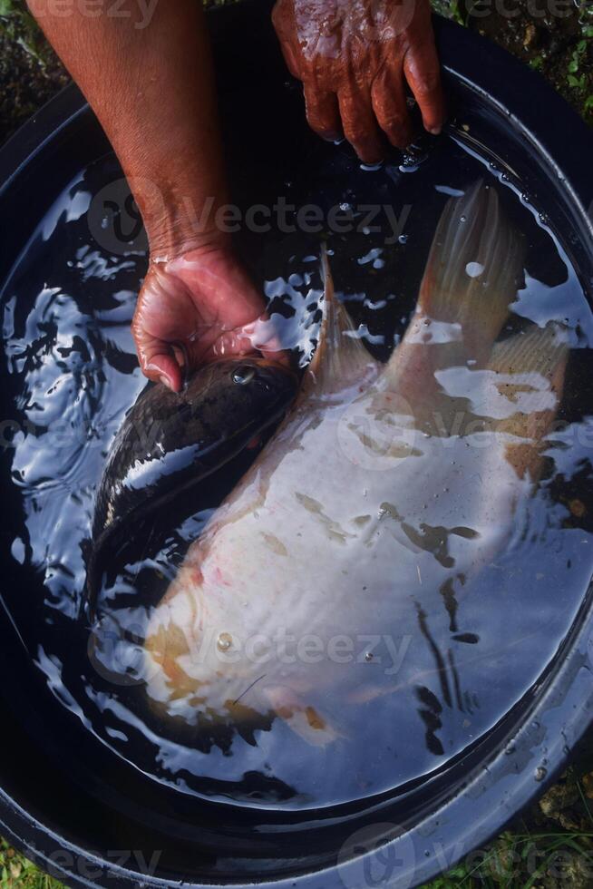 Someone is washing an orange carp photo