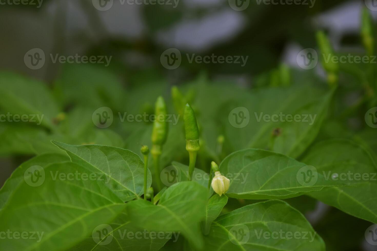 Cayenne pepper thrives in a garden photo