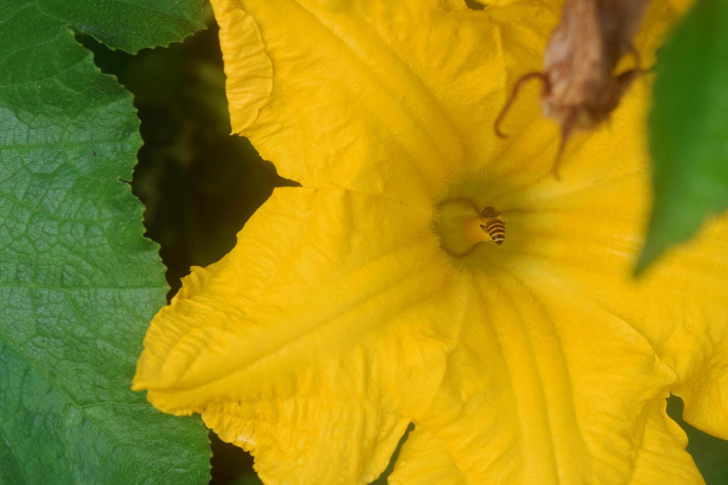 Closeup photo of honey bees approach yellow pumpkin flowers