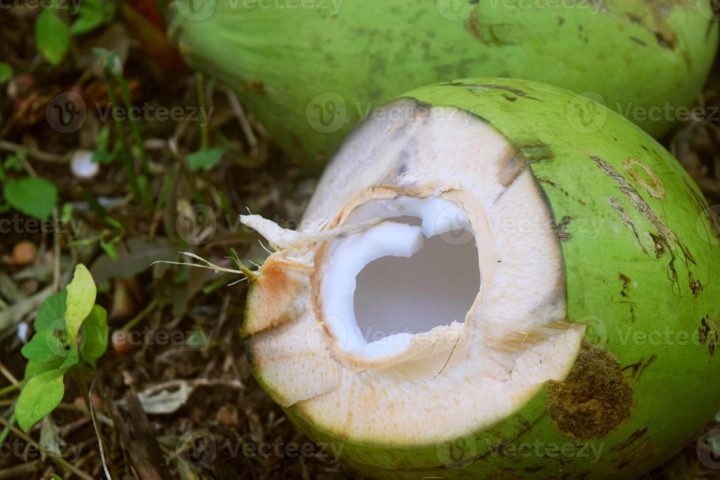 Fresh Green Coconut is already peeled photo