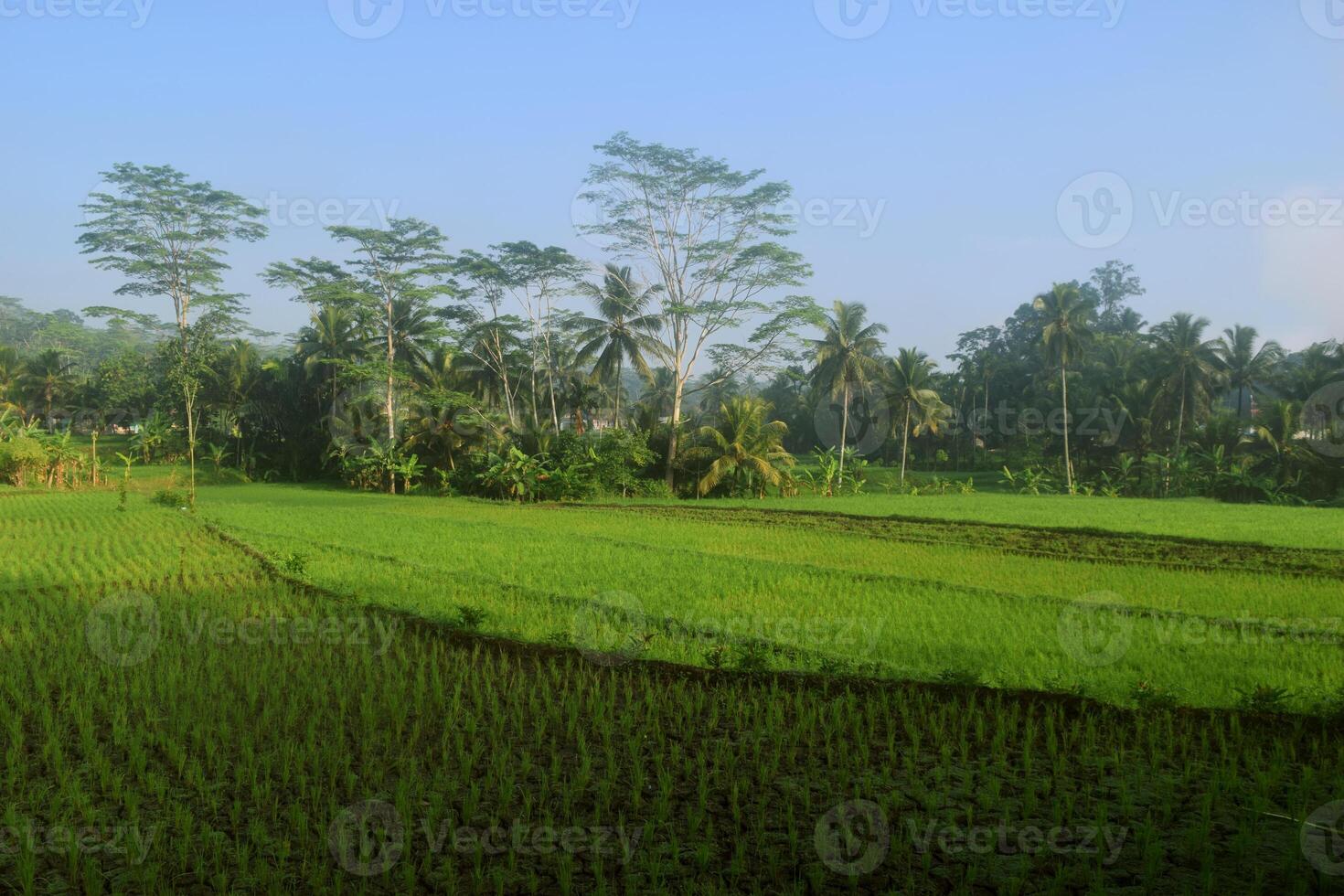 The atmosphere of the green rice fields in the very beautiful village photo