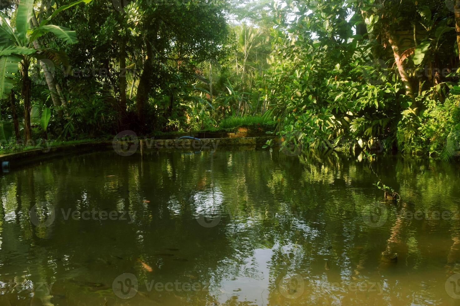 Fish water ponds are found in a village in Tasikmalaya photo