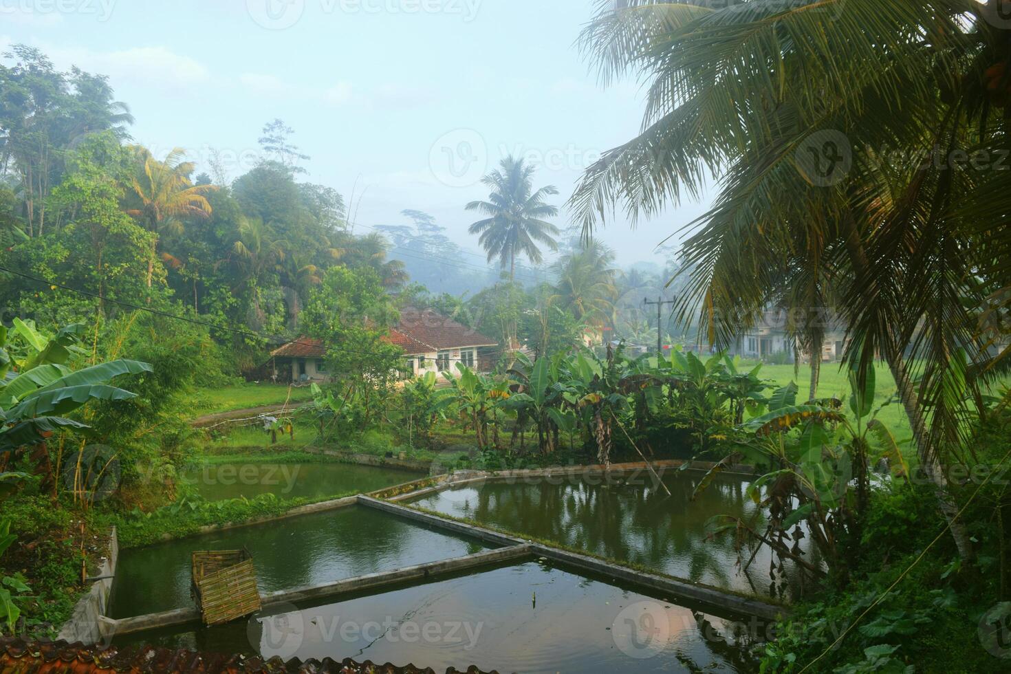 The atmosphere of rice fields and fish ponds in a village photo