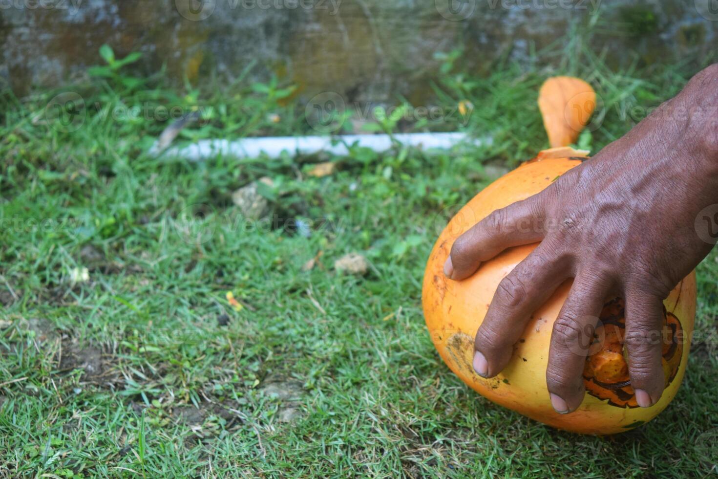 Young orange coconut being peeled by someone photo