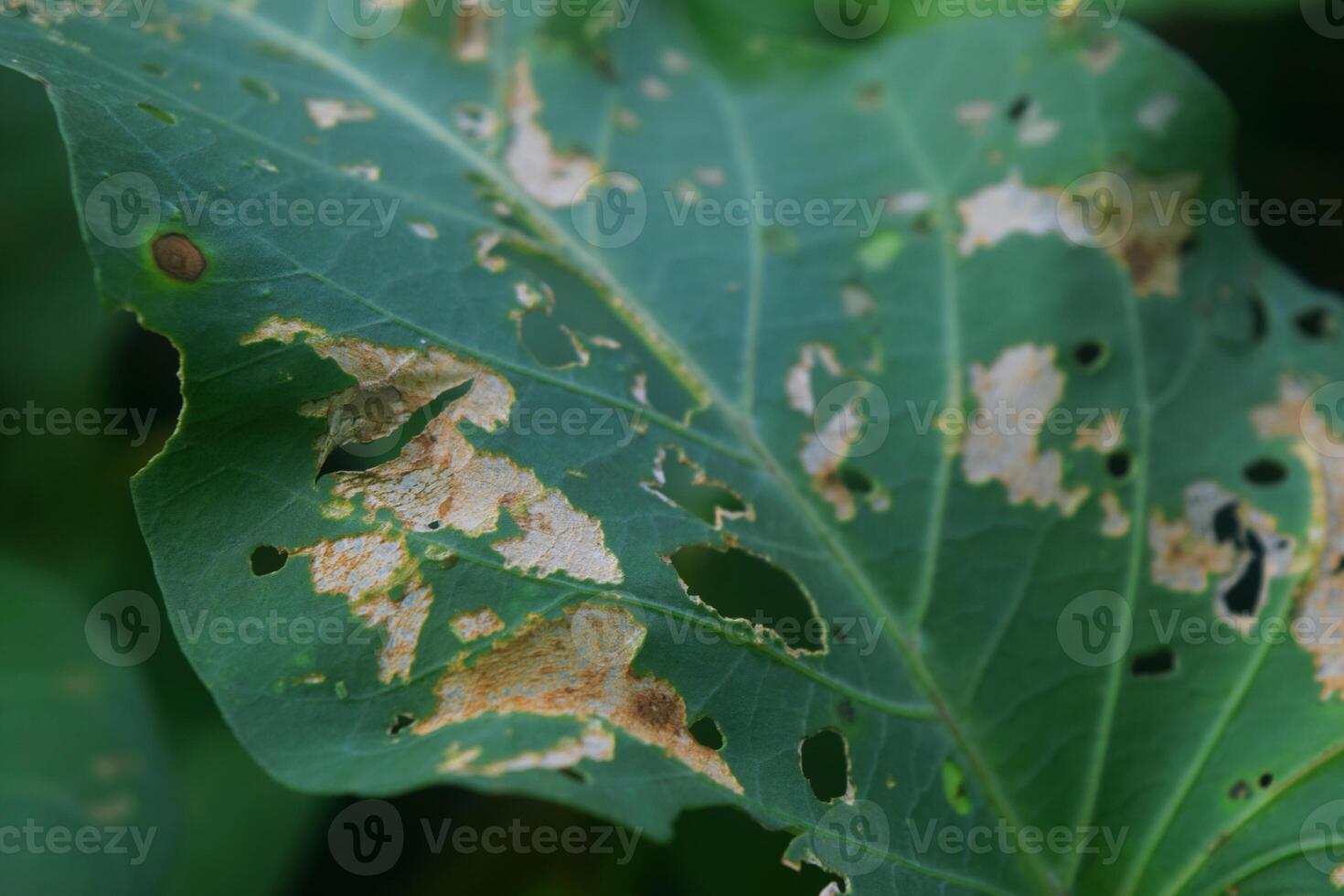 el textura de un hoja lleno de oruga picaduras foto