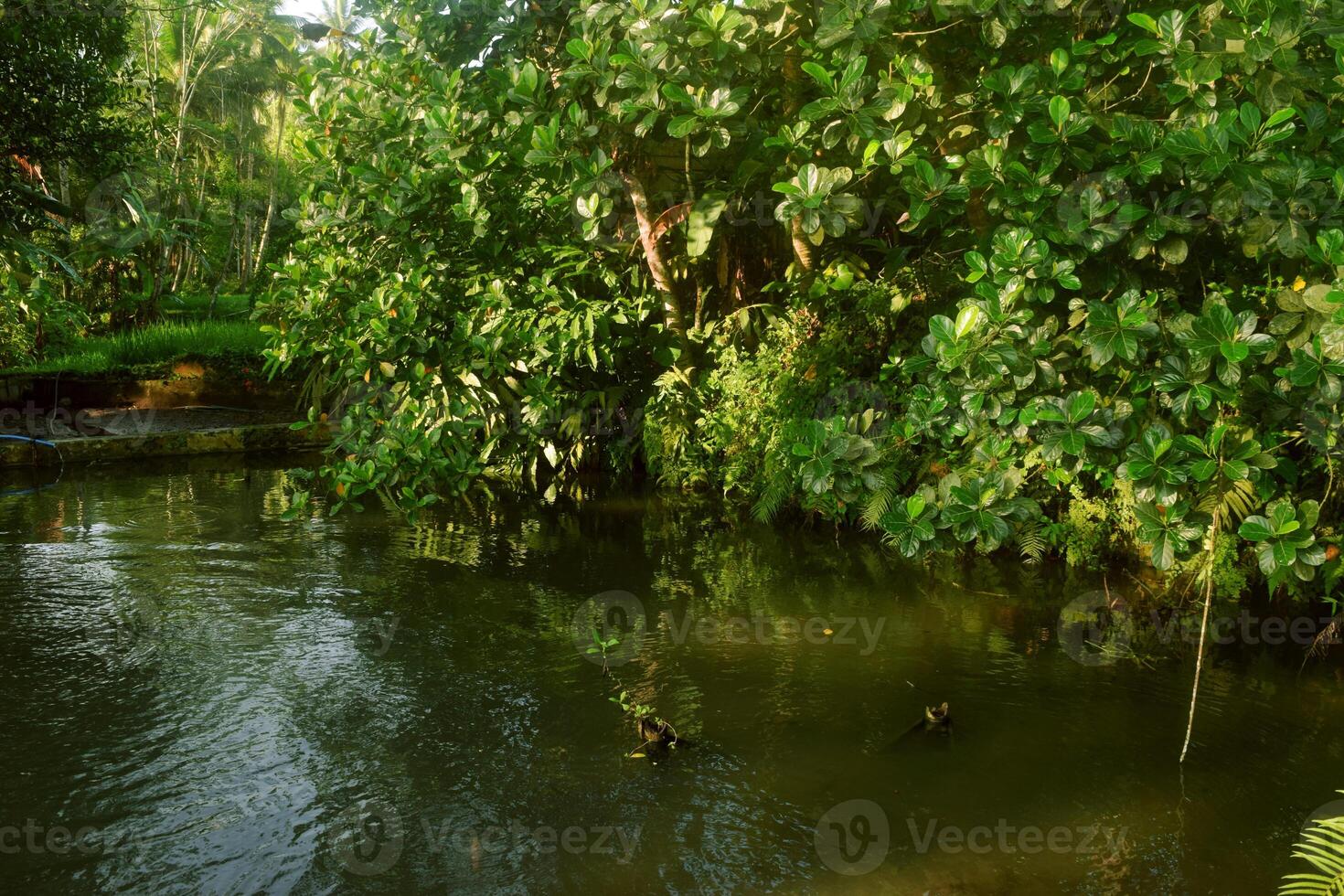 Fish water ponds are found in a village in Tasikmalaya photo