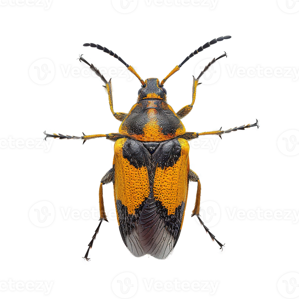 AI generated Bug isolated on transparent background png