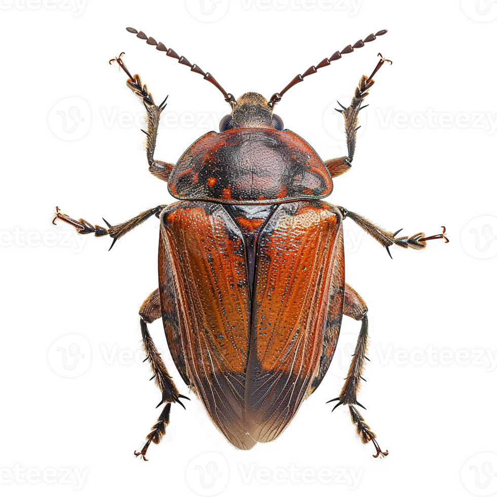 AI generated Bug isolated on transparent background png