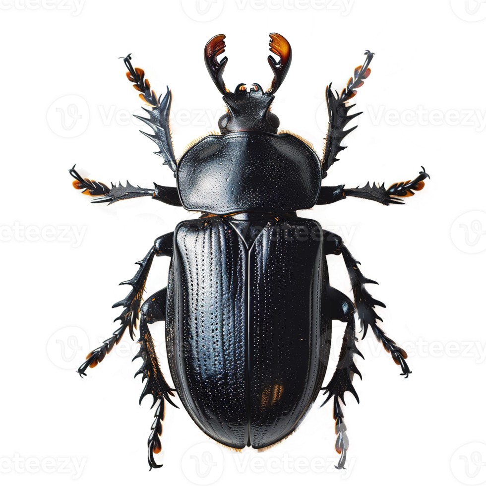 AI generated Beetle isolated on transparent background png