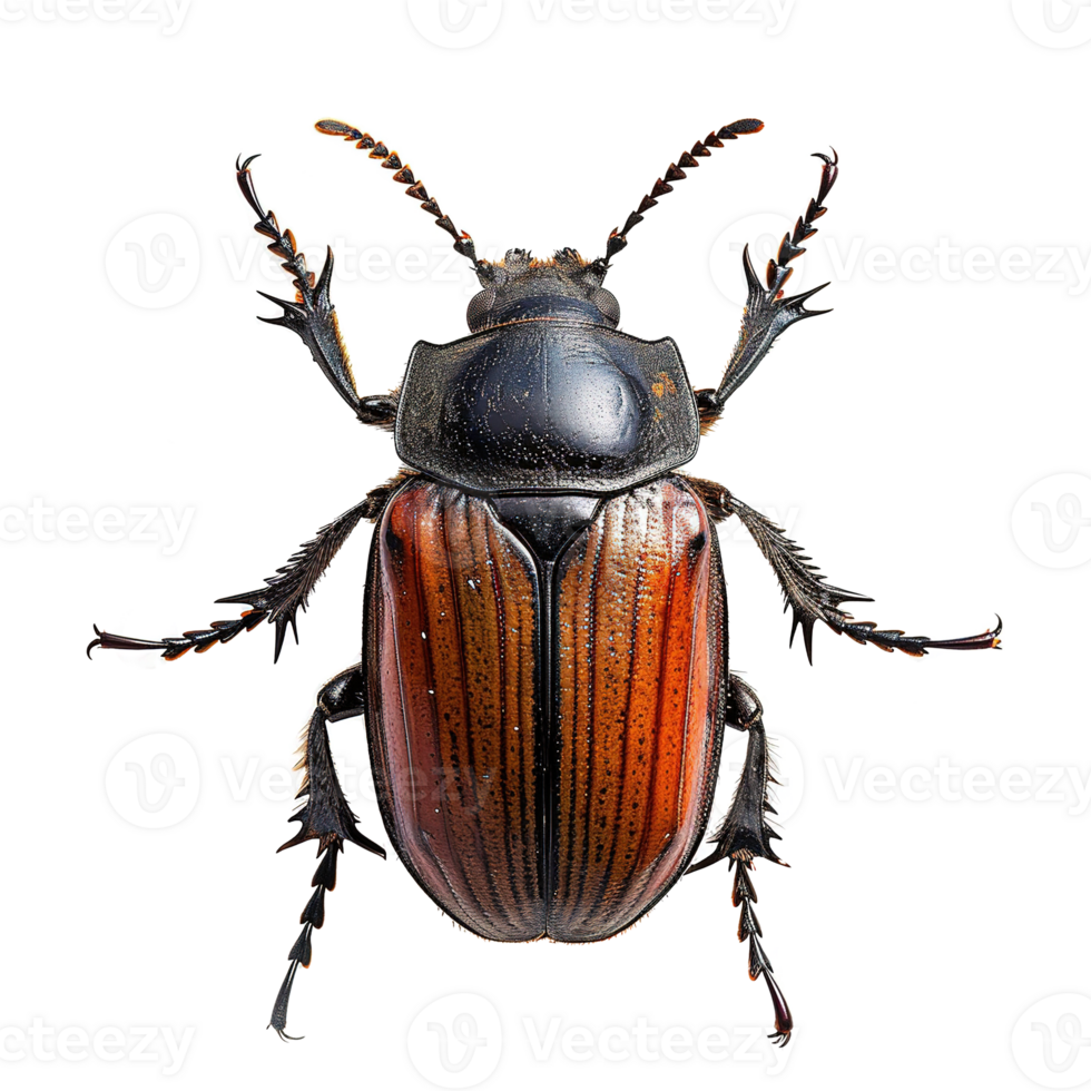 AI generated Bug isolated on transparent background png