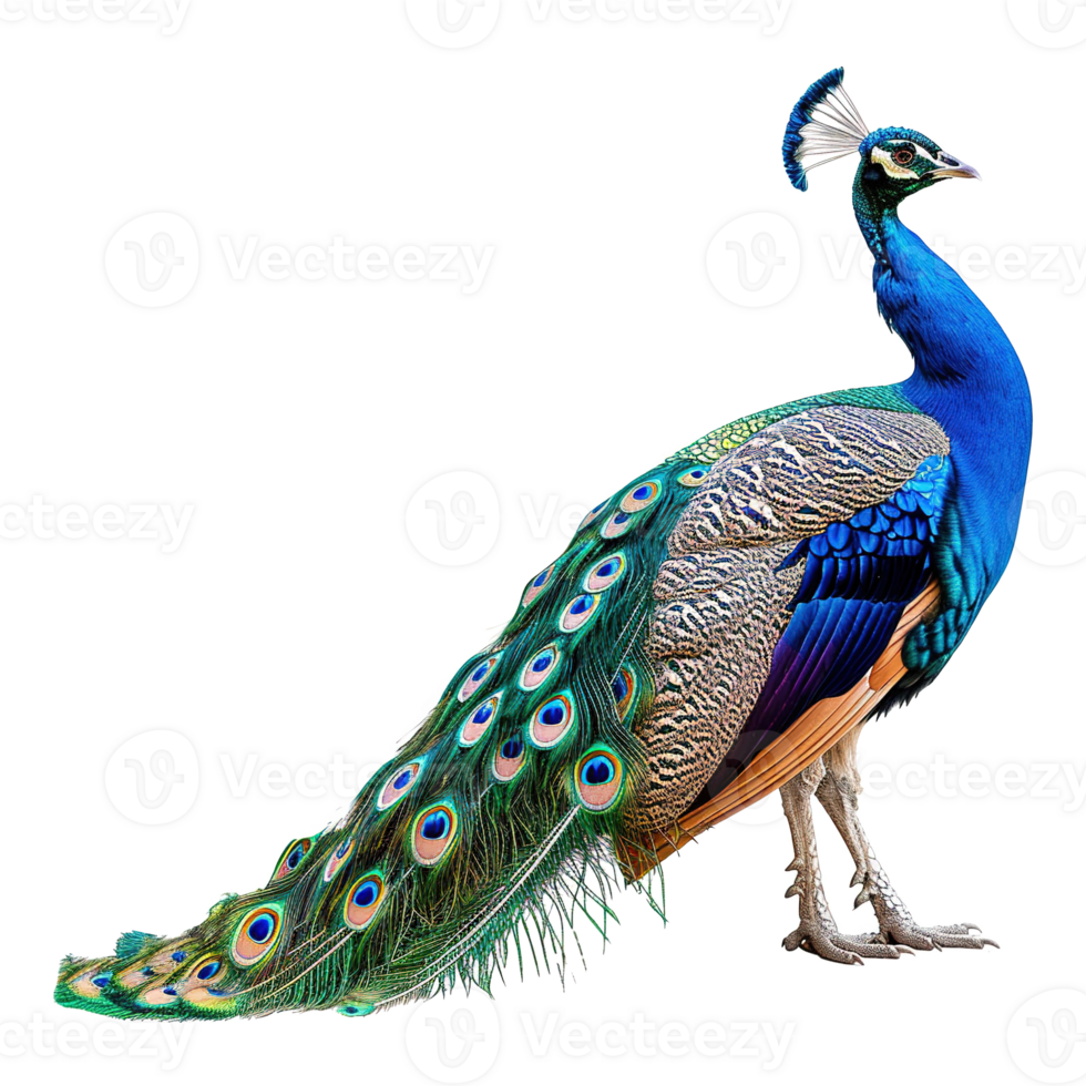 AI generated Peacock isolated on transparent background png