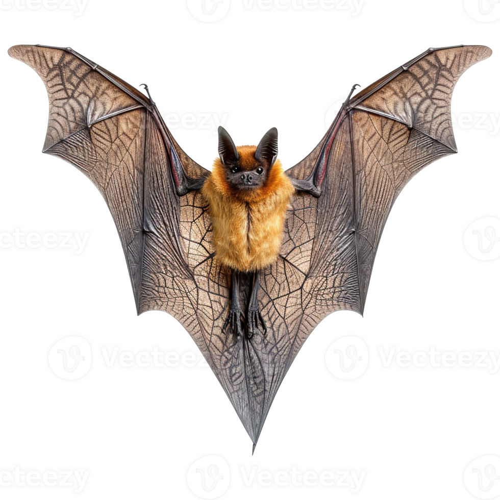 AI generated Flying bat isolated on transparent background png