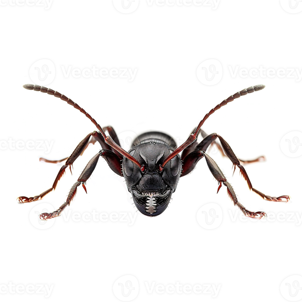 AI generated Ant isolated isolated on transparent background png