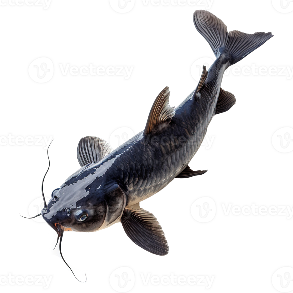 AI generated Catfish isolated on transparent background png