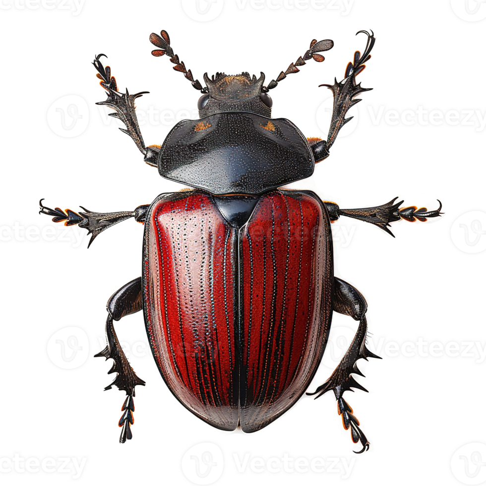 AI generated Beetle isolated on transparent background png