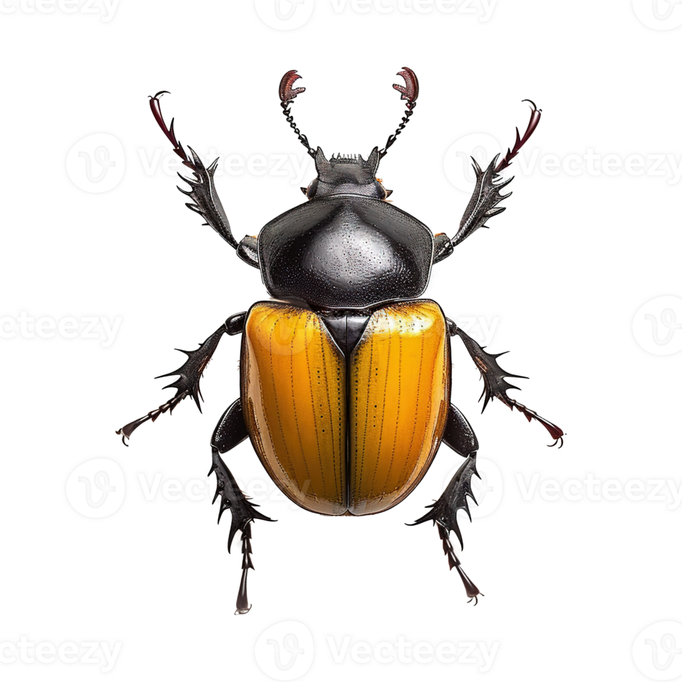 AI generated Beetle isolated on transparent background png