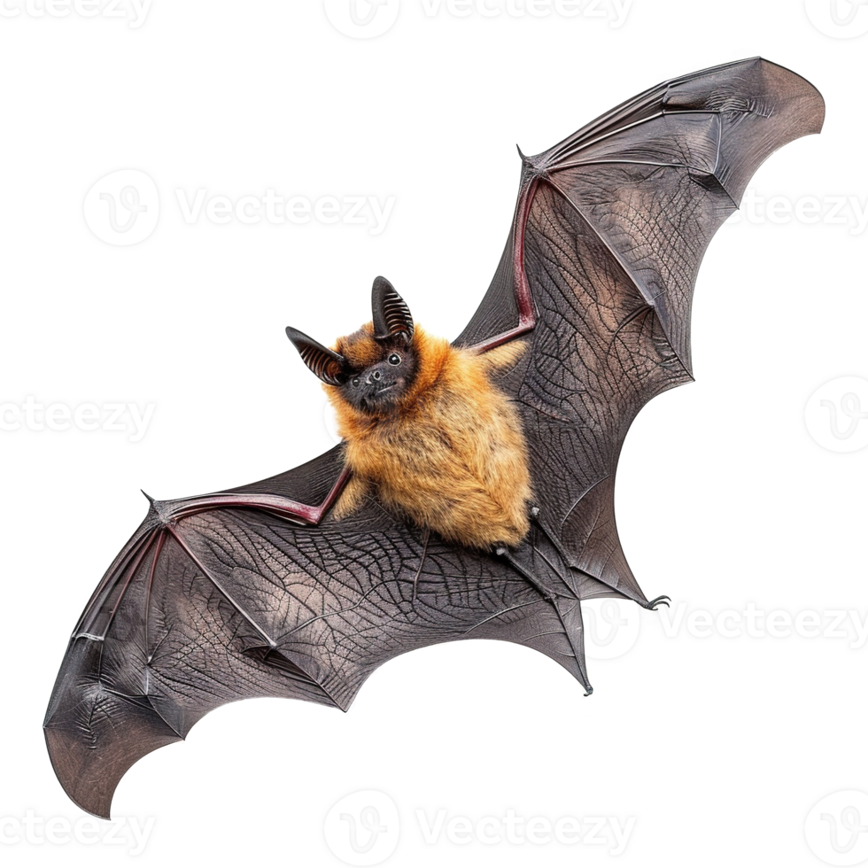 AI generated Flying bat isolated on transparent background png