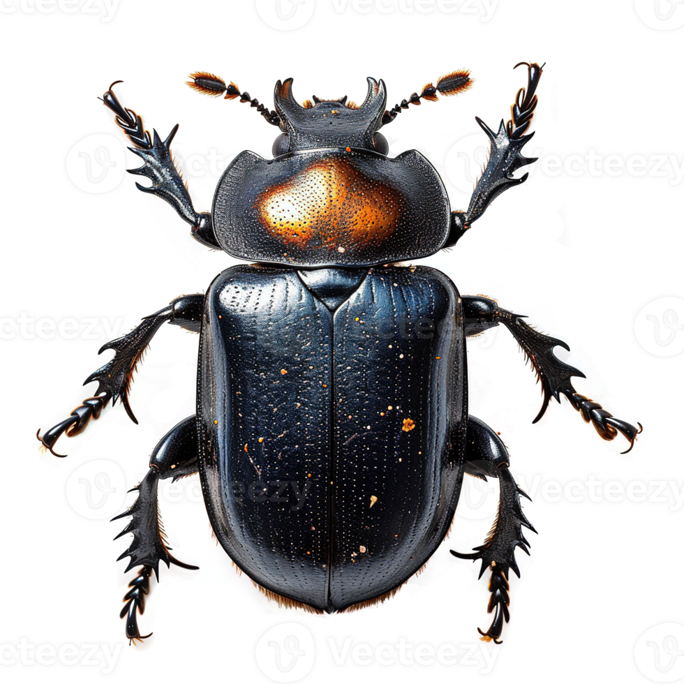 AI generated Beetle isolated on transparent background png