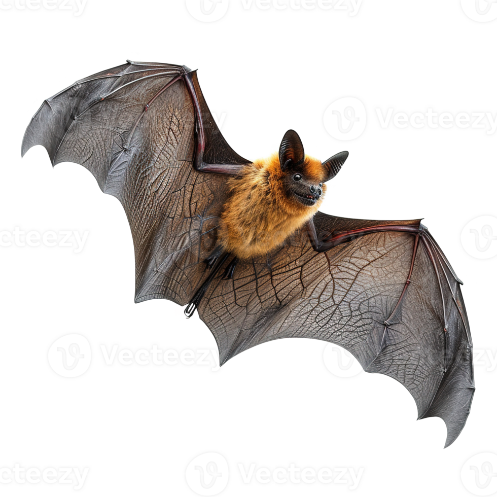 AI generated Flying bat isolated on transparent background png