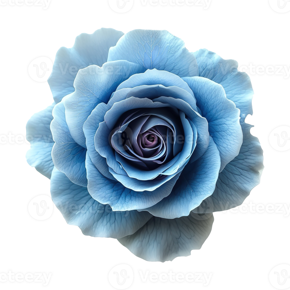 AI generated Blue rose flower isolated on transparent background png