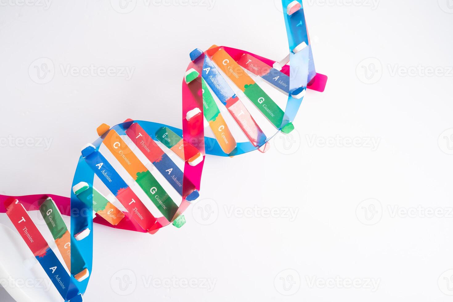 DNA or Deoxyribonucleic acid is a double helix chains structure formed by base pairs attached to a sugar phosphate backbone. photo