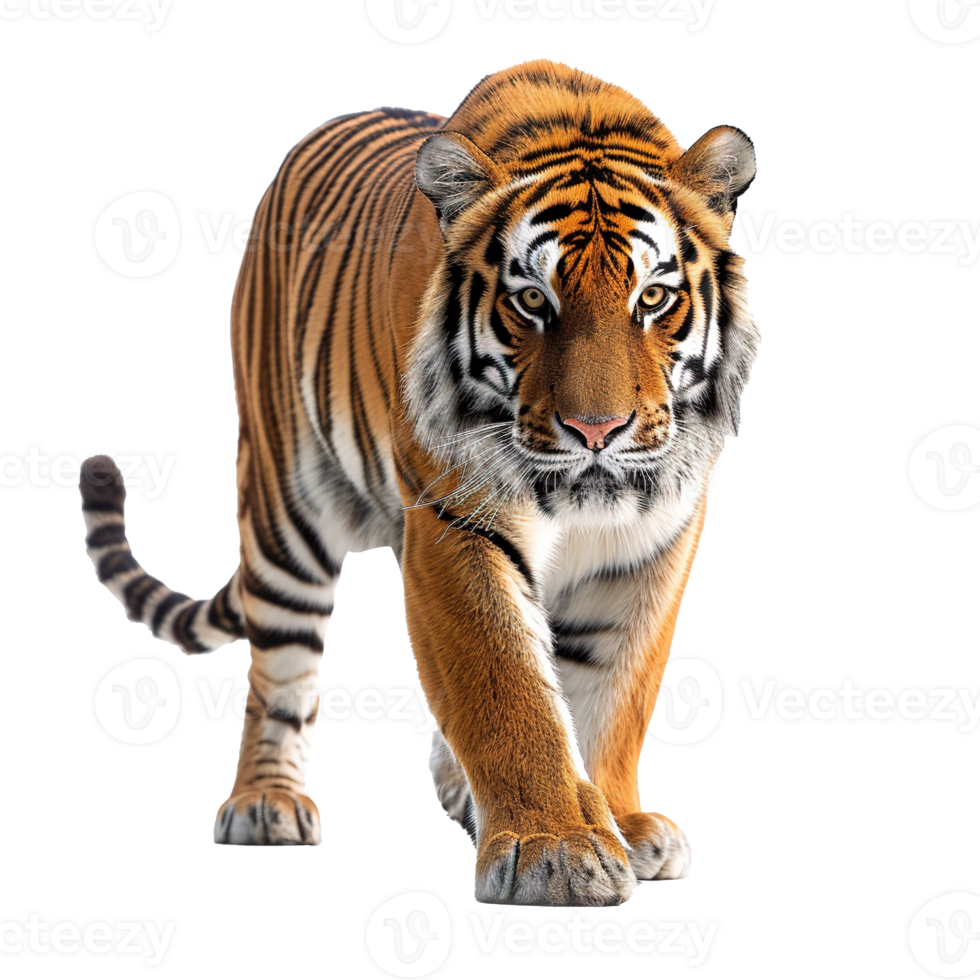 ai generiert Tiger isoliert auf transparent Hintergrund png