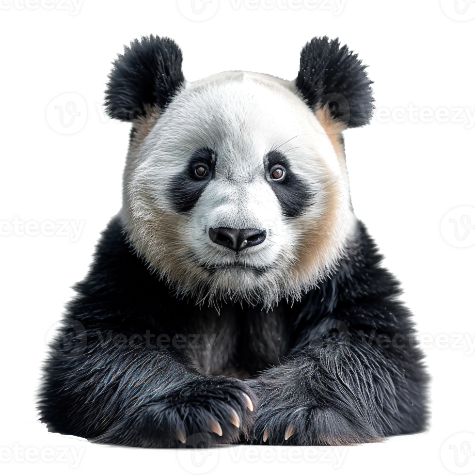 ai generiert Riese Panda isoliert auf transparent Hintergrund png